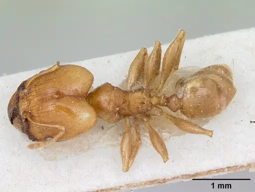 Pheidole spinosa - CASENT0172975