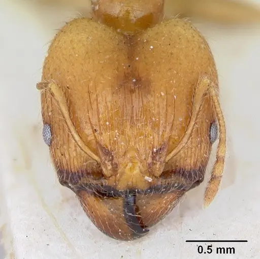 Pheidole spinosa - CASENT0172975