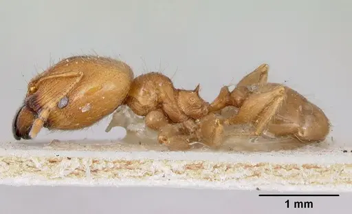 Pheidole spinosa - CASENT0172975