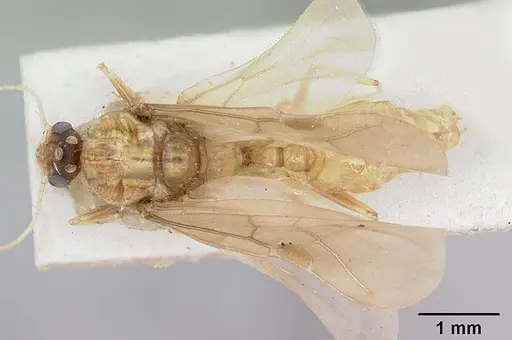 Pheidole spinosa - CASENT0172976