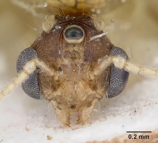 Pheidole spinosa - CASENT0172976