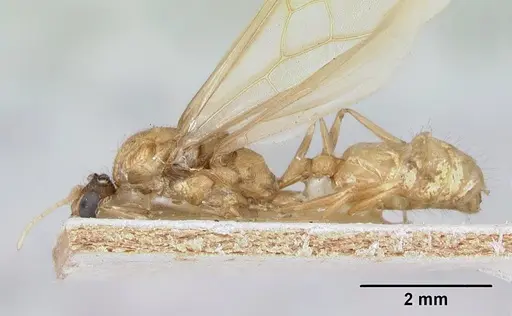 Pheidole spinosa - CASENT0172976