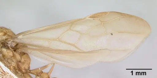 Pheidole spinosa - CASENT0172976