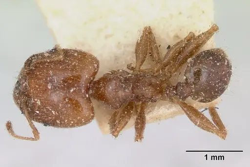 Pheidole spinosa - CASENT0173312