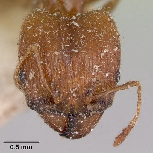 Pheidole spinosa - CASENT0173312