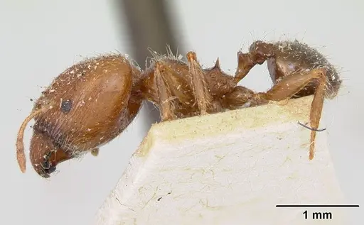Pheidole spinosa - CASENT0173312