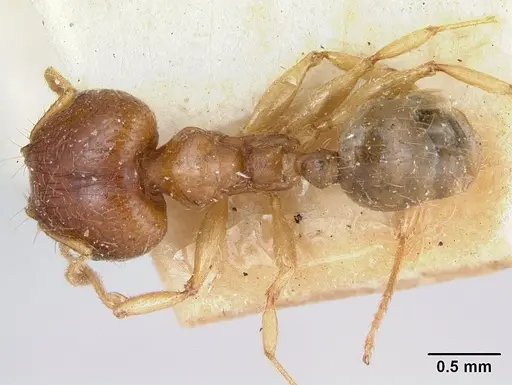 Pheidole spinosa - CASENT0173313