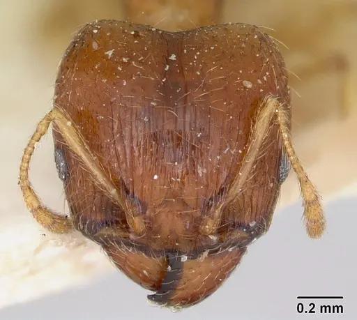 Pheidole spinosa - CASENT0173313