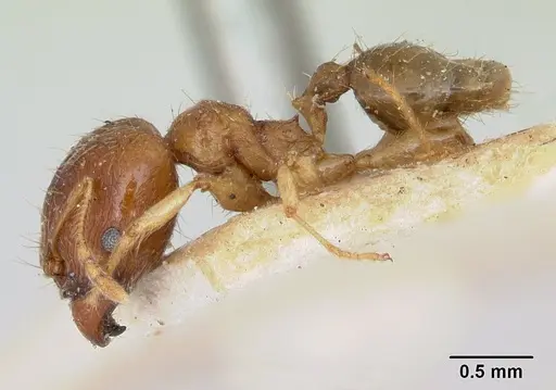 Pheidole spinosa - CASENT0173313