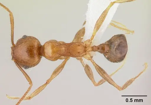 Pheidole spinosa - CASENT0179507
