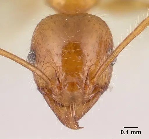 Pheidole spinosa - CASENT0179507