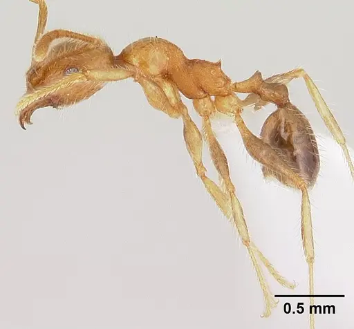 Pheidole spinosa - CASENT0179507