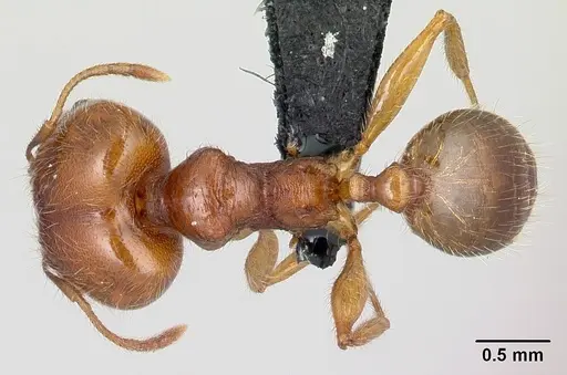 Pheidole spinosa - CASENT0179571