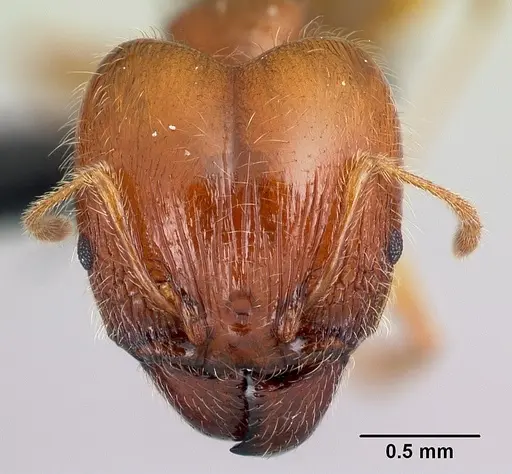 Pheidole spinosa - CASENT0179571