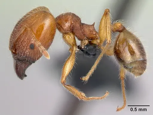 Pheidole spinosa - CASENT0179571