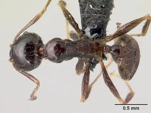 Pheidole spinosa - CASENT0196186