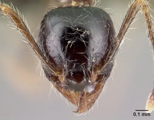 Pheidole spinosa - CASENT0196186
