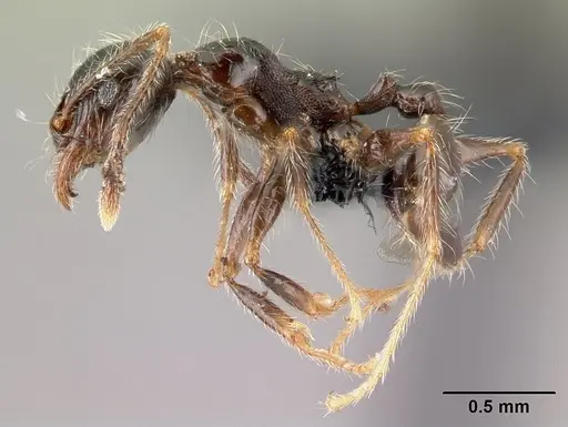 Pheidole spinosa - CASENT0196186