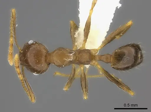 Pheidole spinosa - CASENT0198327
