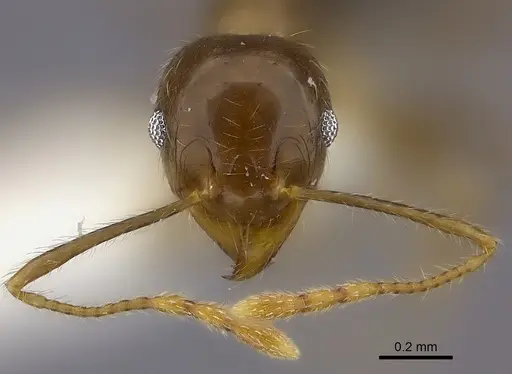 Pheidole spinosa - CASENT0198327