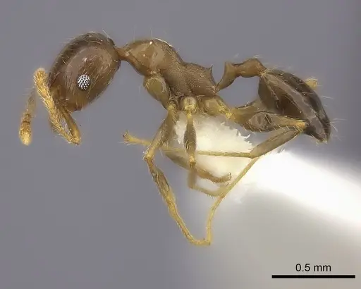 Pheidole spinosa - CASENT0198327