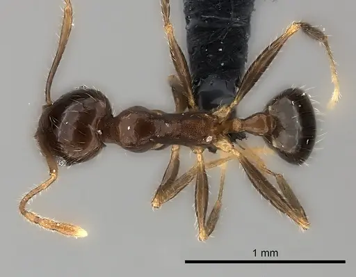 Pheidole spinosa - CASENT0217990