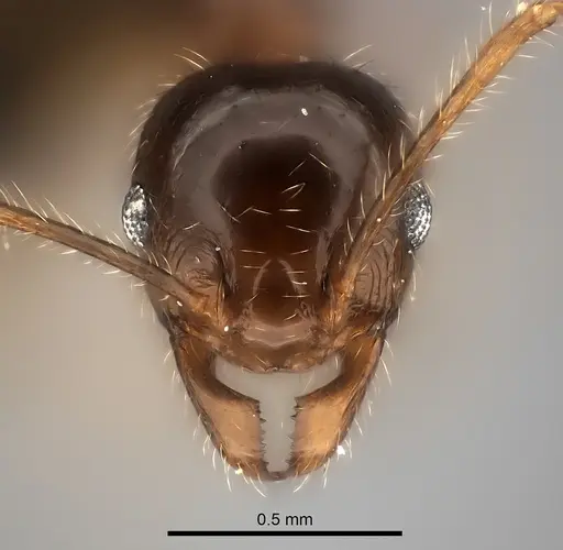 Pheidole spinosa - CASENT0217990
