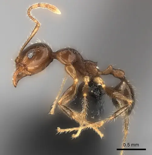 Pheidole spinosa - CASENT0217990