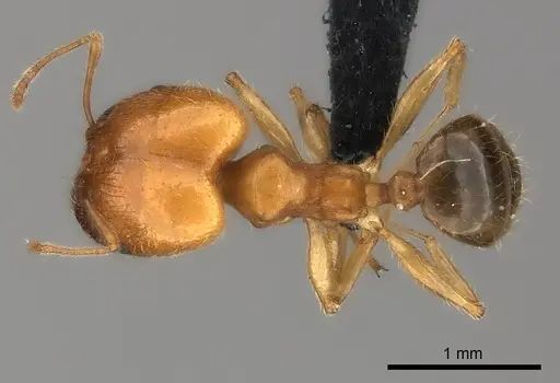 Pheidole spinosa - CASENT0217997