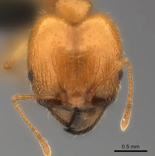 Pheidole spinosa - CASENT0217997