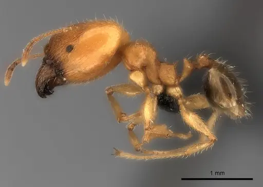 Pheidole spinosa - CASENT0217997