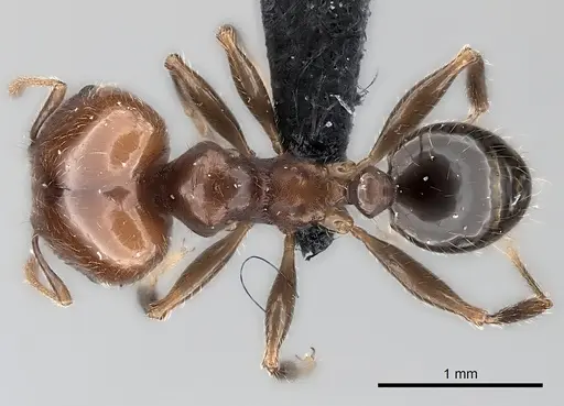 Pheidole spinosa - CASENT0217998