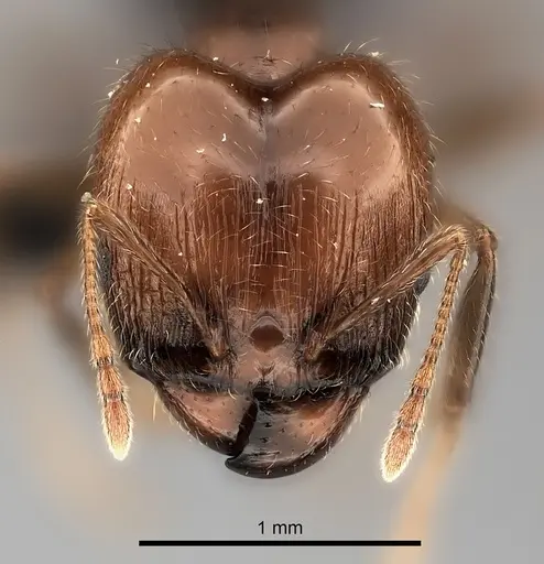 Pheidole spinosa - CASENT0217998