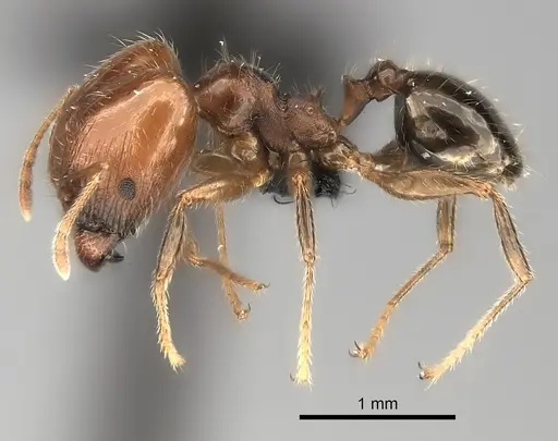 Pheidole spinosa - CASENT0217998