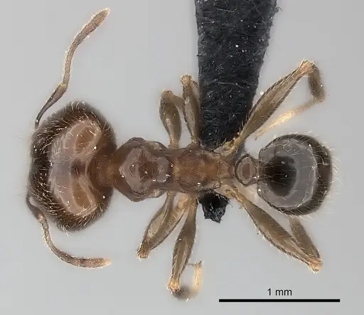 Pheidole spinosa - CASENT0217999