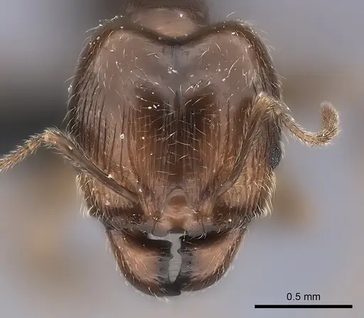 Pheidole spinosa - CASENT0217999