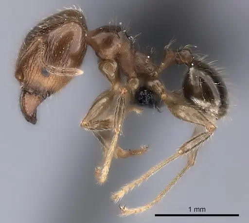 Pheidole spinosa - CASENT0217999