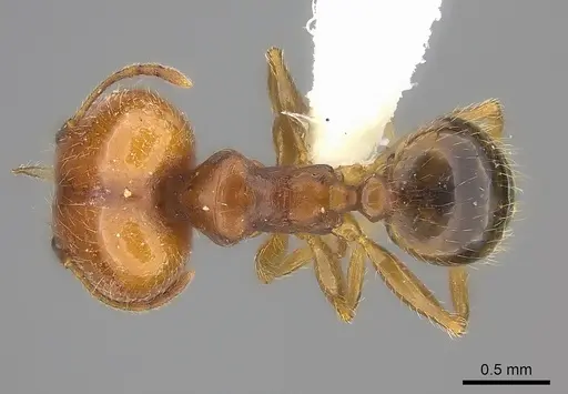 Pheidole spinosa - CASENT0235115