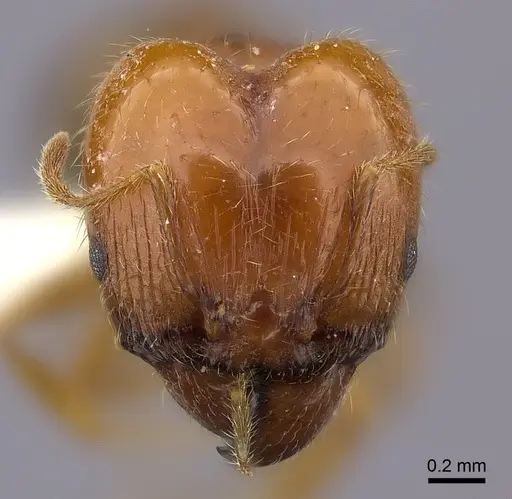 Pheidole spinosa - CASENT0235115