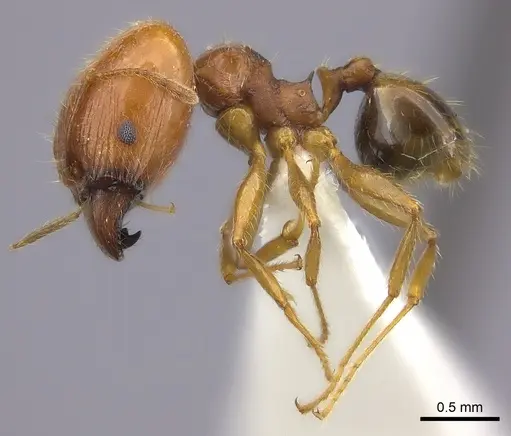 Pheidole spinosa - CASENT0235115