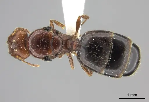 Pheidole spinosa - CASENT0235116