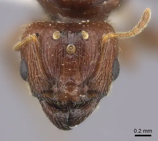 Pheidole spinosa - CASENT0235116