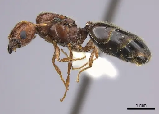 Pheidole spinosa - CASENT0235116