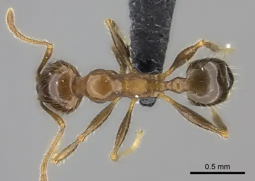 Pheidole spinosa - CASENT0235117