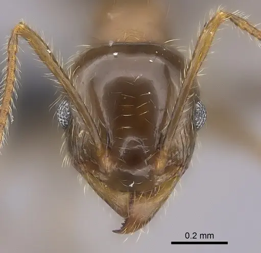 Pheidole spinosa - CASENT0235117