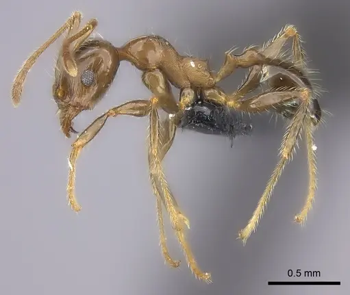 Pheidole spinosa - CASENT0235117