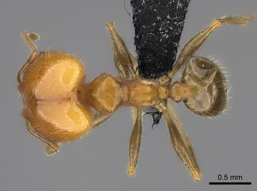 Pheidole spinosa - CASENT0235118