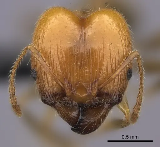 Pheidole spinosa - CASENT0235118