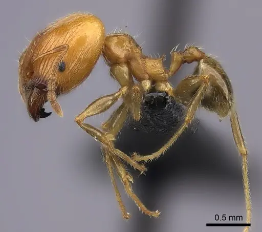 Pheidole spinosa - CASENT0235118