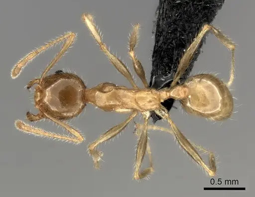 Pheidole spinosa - CASENT0235140
